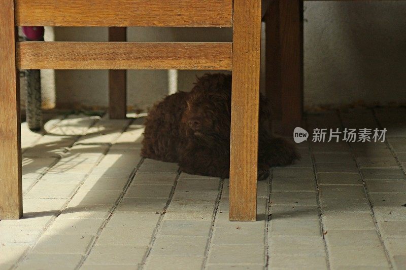 幼犬母狗- Lagotto Romagnolo